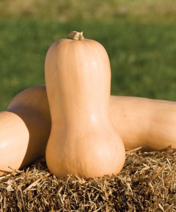 Waltham Butternut - Organic Butternut Squash Seed