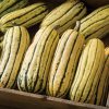 Delicata JS - Organic Delicata Squash Seed