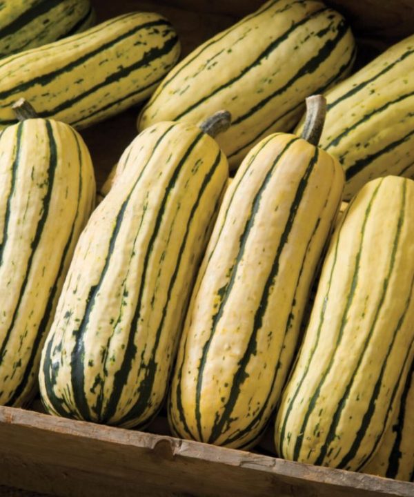Delicata JS - Organic Delicata Squash Seed