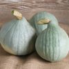 Blue Ballet - Organic Hubbard Squash Seed