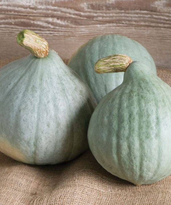 Blue Ballet - Organic Hubbard Squash Seed