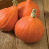 Red Kuri - Organic Hubbard Squash Seed