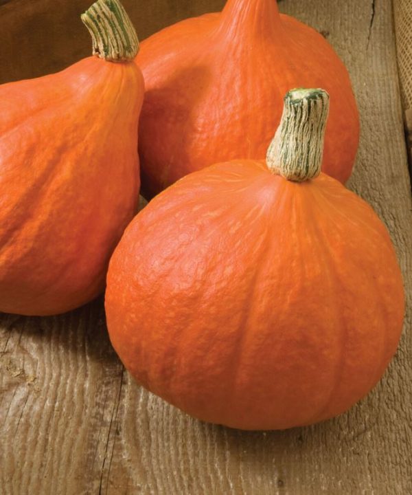 Red Kuri - Organic Hubbard Squash Seed