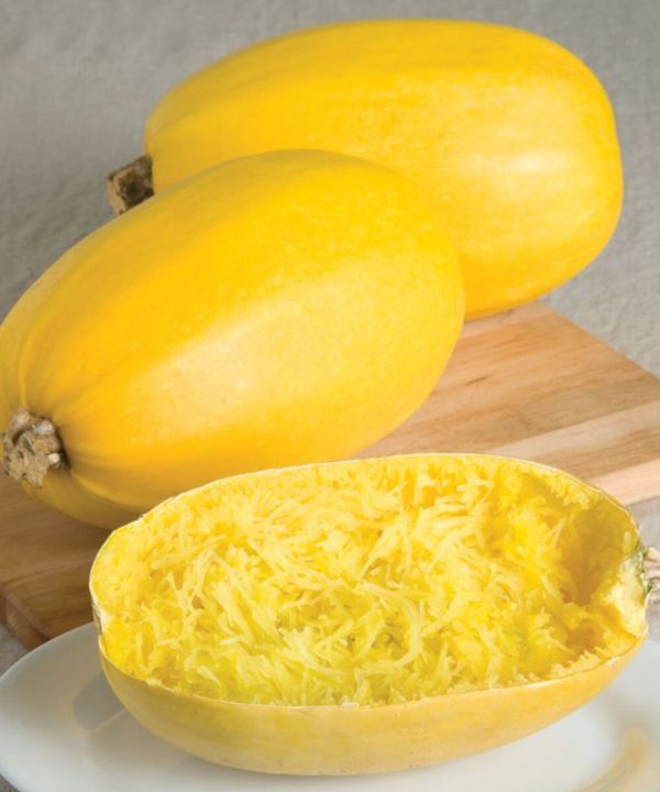 Spaghetti Squash - Vegetable Seed