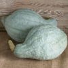 Blue Hubbard - Organic Hubbard Squash Seed