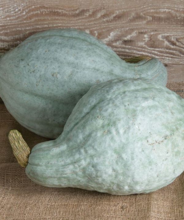 Blue Hubbard - Organic Hubbard Squash Seed