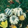 Sweet Dumpling - Delicata Squash Seed