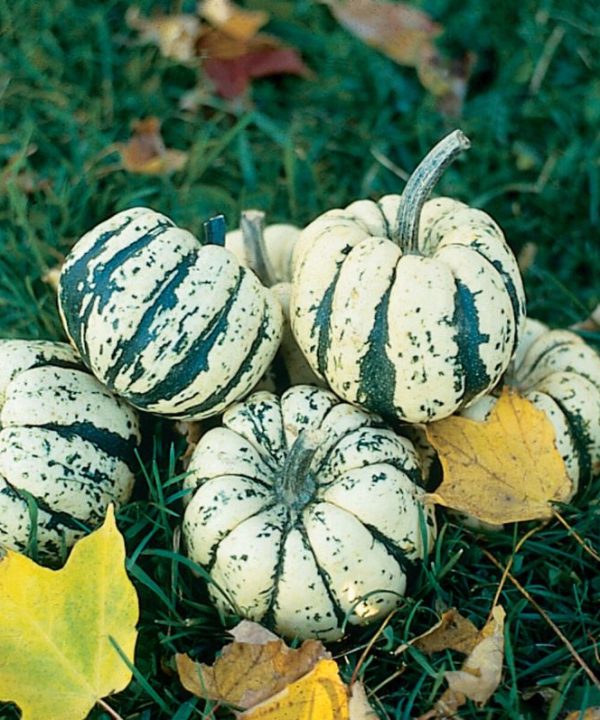 Sweet Dumpling - Delicata Squash Seed