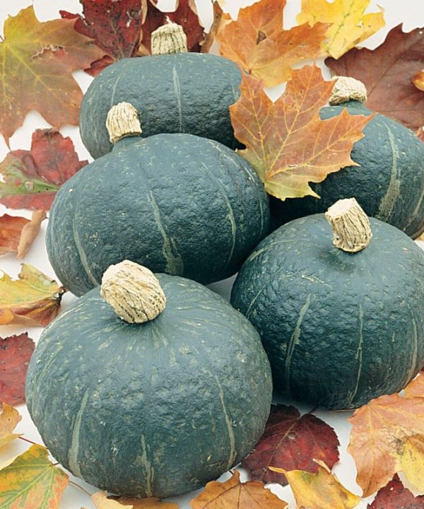 Black Forest - Organic Kabocha Squash Seed