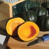 Honey Bear - (F1) Acorn Squash Seed