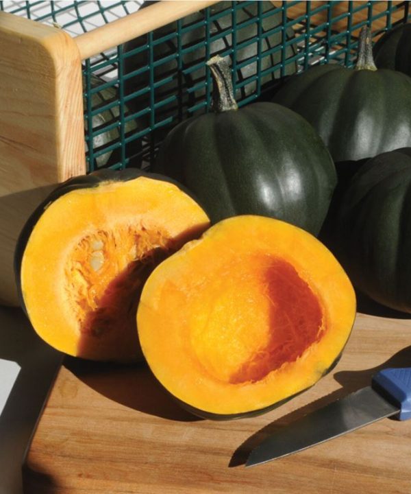 Honey Bear - (F1) Acorn Squash Seed