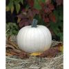 Moonshine - (F1) Pumpkin Seed