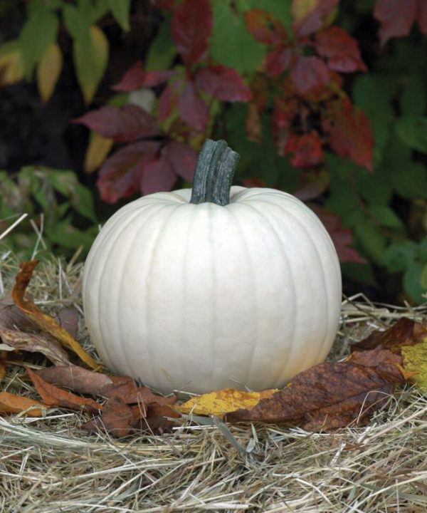 Moonshine - (F1) Pumpkin Seed