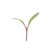 Chard, Ruby Red - Microgreen Seed