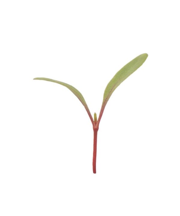 Chard, Ruby Red - Microgreen Seed
