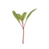 Chard, Ruby Red - Organic Microgreen Seed