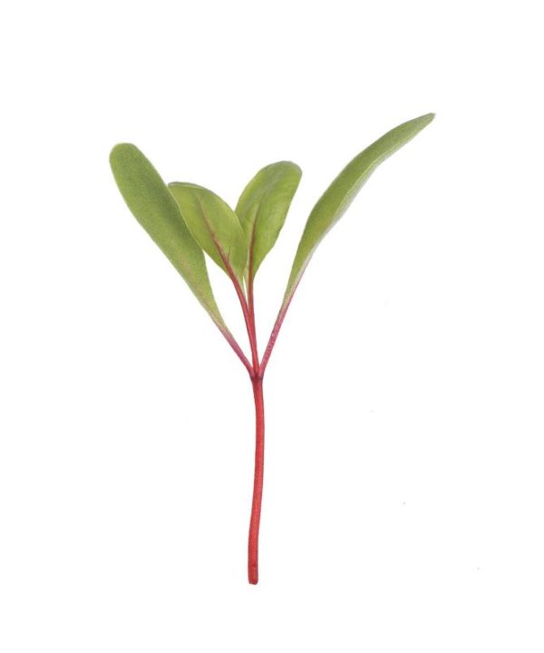 Chard, Ruby Red - Organic Microgreen Seed