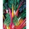 Bright Lights - Swiss Chard Seed