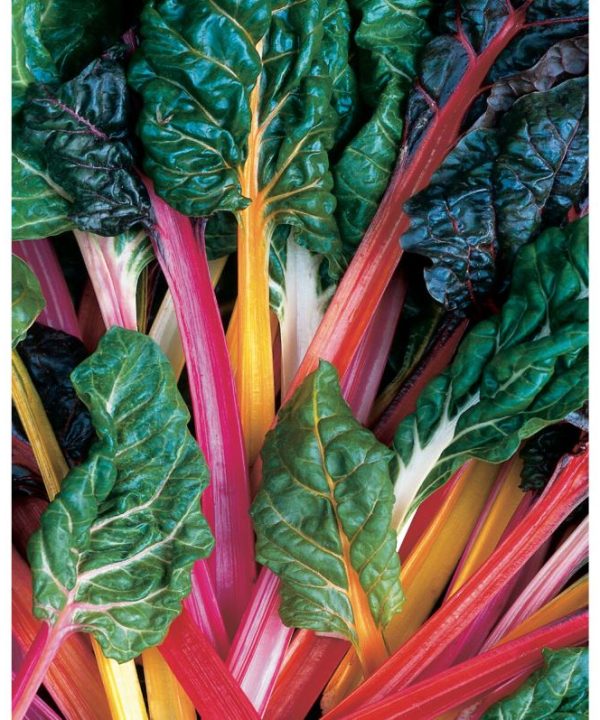 Bright Lights - Swiss Chard Seed