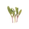Chard, Bright Lights - Microgreen Seed