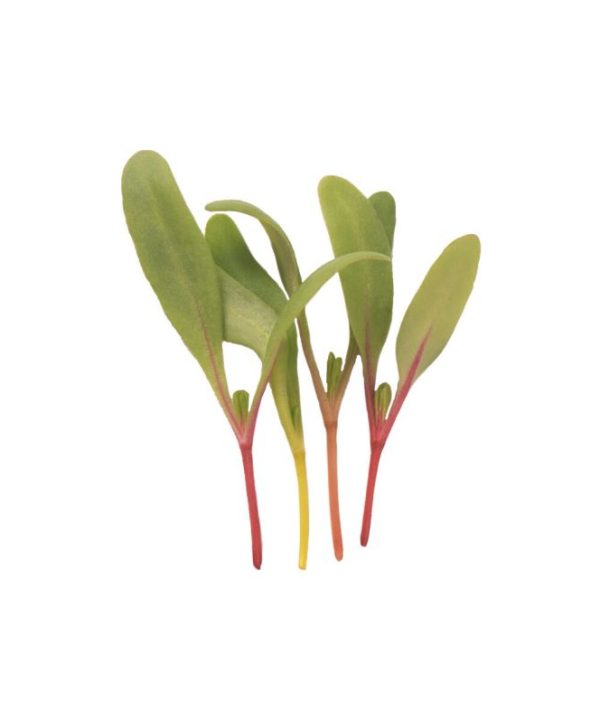 Chard, Bright Lights - Microgreen Seed