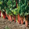 Bright Lights - Swiss Chard Seed