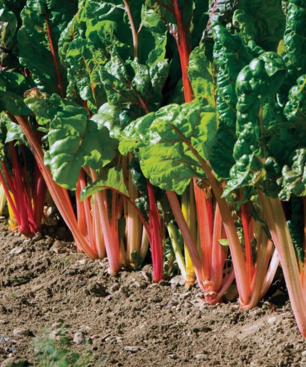 Bright Lights - Swiss Chard Seed