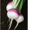Purple Top White Globe Organic Turnip Seed