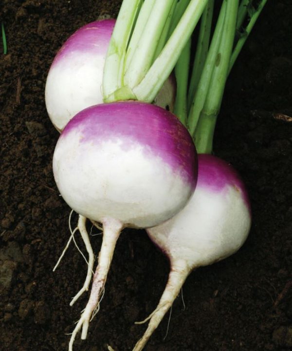 Purple Top White Globe Organic Turnip Seed