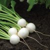 Hakurei - (F1) Turnip Seed