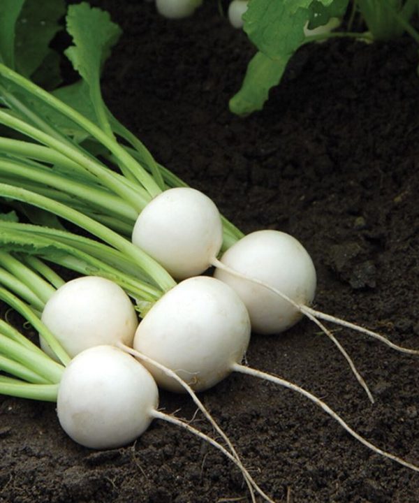 Hakurei - (F1) Turnip Seed