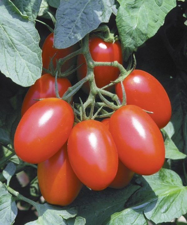 Juliet - (F1) Tomato Seed