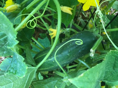 Excelsior - Organic (F1) Cucumber Seed photo review