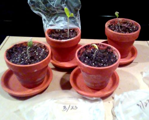 Diva - Cucumber Seed photo review