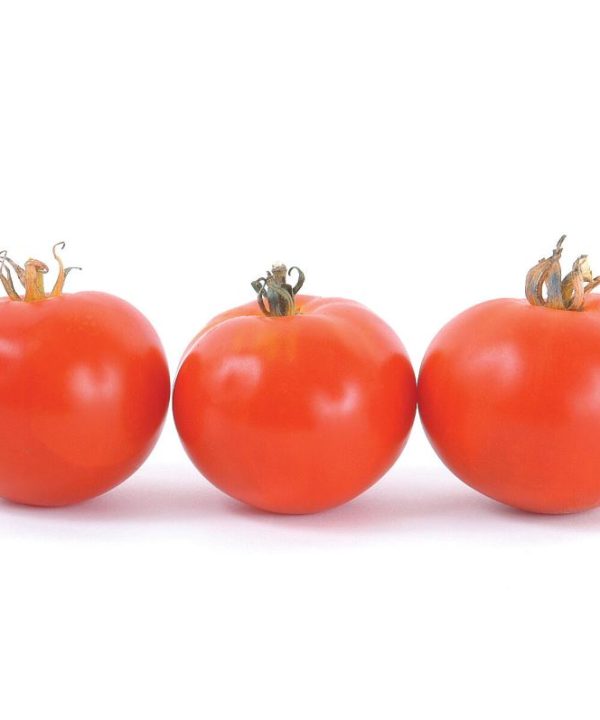 Oregon Spring - Organic Tomato Seed