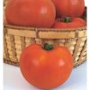 Celebrity - (F1) Tomato Seed
