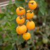 Gold Nugget - Organic Tomato Seed