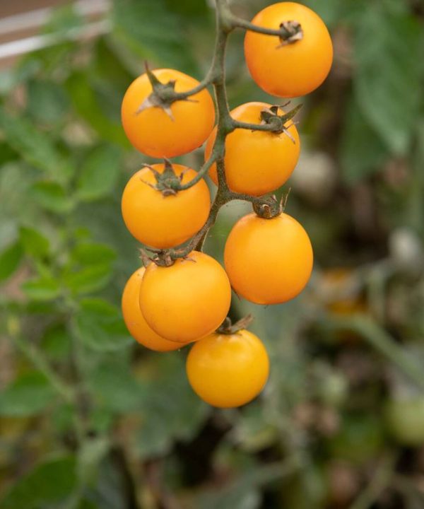 Gold Nugget - Organic Tomato Seed