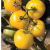 Taxi - Organic Tomato Seed