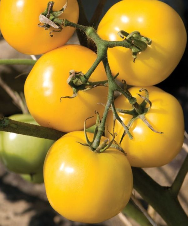 Taxi - Organic Tomato Seed