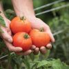 Valley Girl - (F1) Tomato Seed