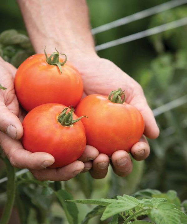 Valley Girl - (F1) Tomato Seed