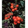 Washington Cherry - Organic Tomato Seed