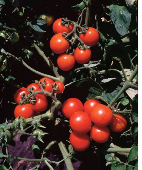 Washington Cherry - Organic Tomato Seed