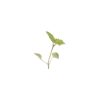 Lemon Balm - Microgreen Seed