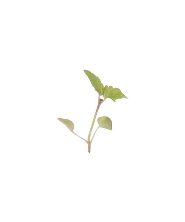 Lemon Balm - Microgreen Seed