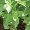 Mrs. Burns' Lemon - Basil Seed