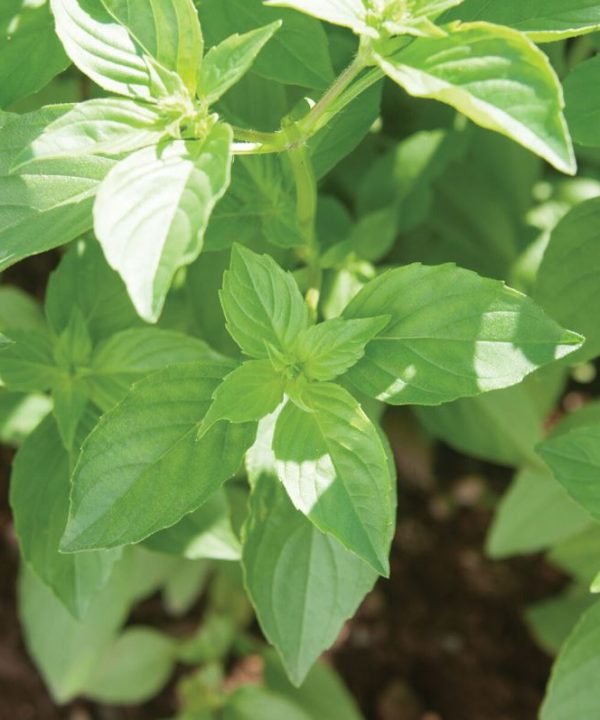 Mrs. Burns' Lemon - Basil Seed