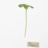 Basil, Lemon - Microgreen Seed