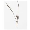 Fennel, Bronze - Organic Microgreen Seed